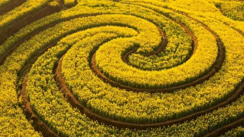Luoping, Vân Nam | Bắt đầu cuộc hành trình vàng son qua 800.000 mẫu đất ngập tràn vẻ đẹp lãng mạn mùa xuân — traveler post in La Bình