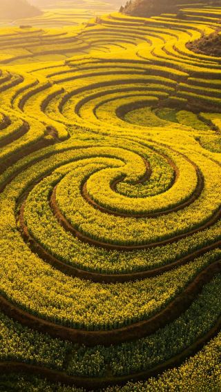 Luoping, Yunnan | Embarking on a Golden Journey Through 800,000 Mu of Springtime Romance