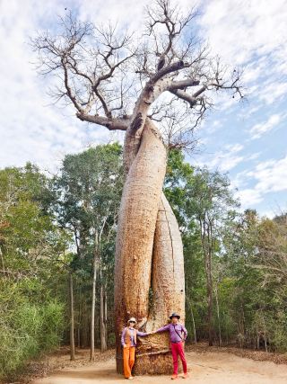 Morondava | Step into the western Madagascar jungle and encounter its unique wild creatures
