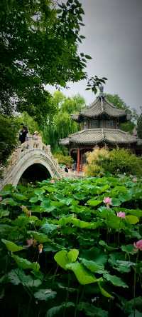 北京盛夏的粉色秘境蓮花池公園太仙了!