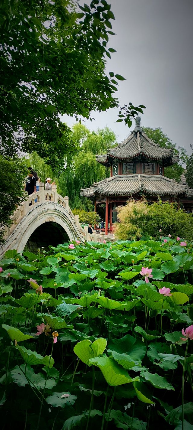 北京盛夏的粉色秘境蓮花池公園太仙了!