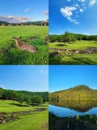 逃離盛夏高溫！藏在東北的21℃森林秘境，遛娃避暑不必遠赴北歐