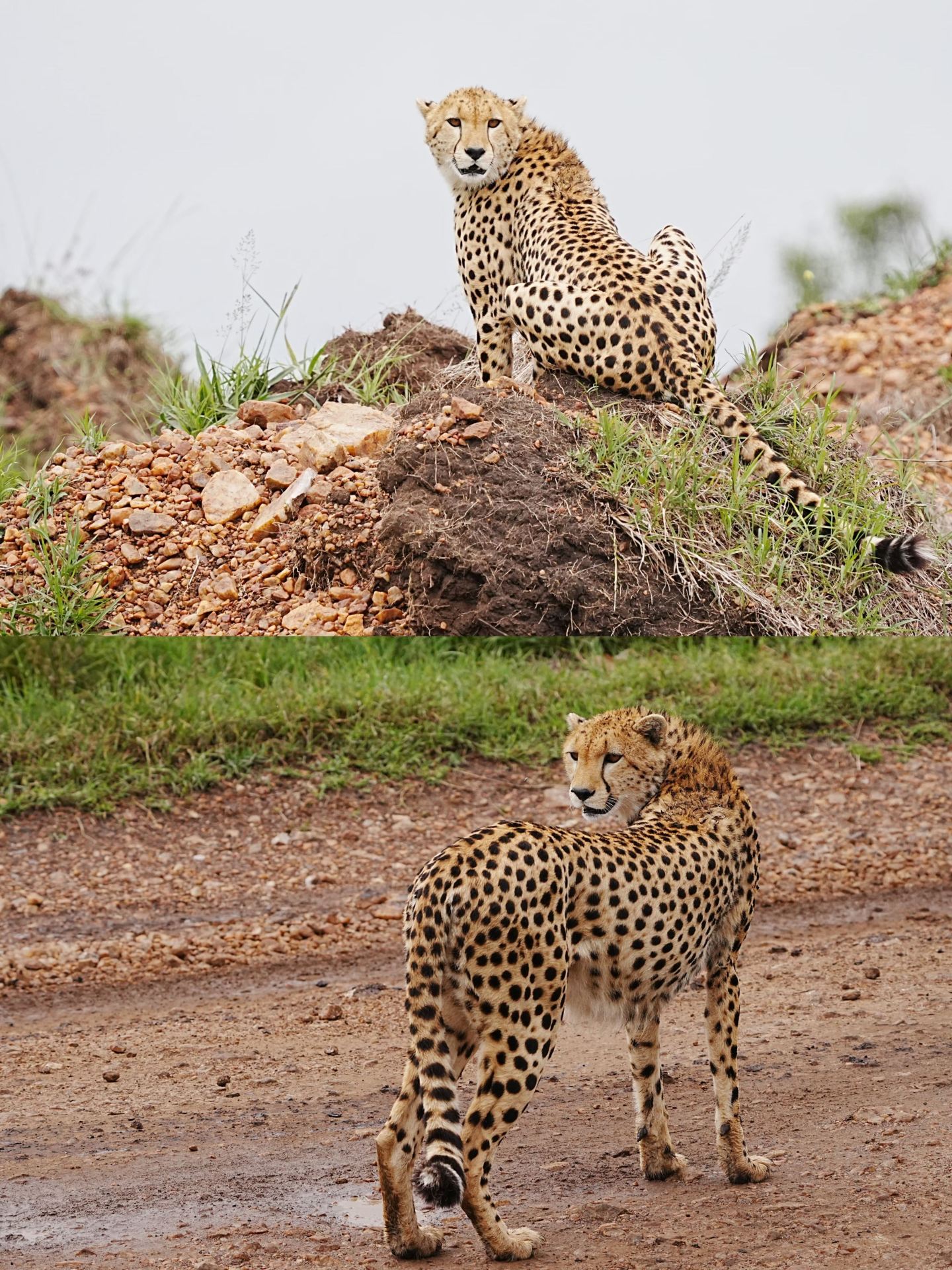 7-day Tanzania itinerary: just follow this guide