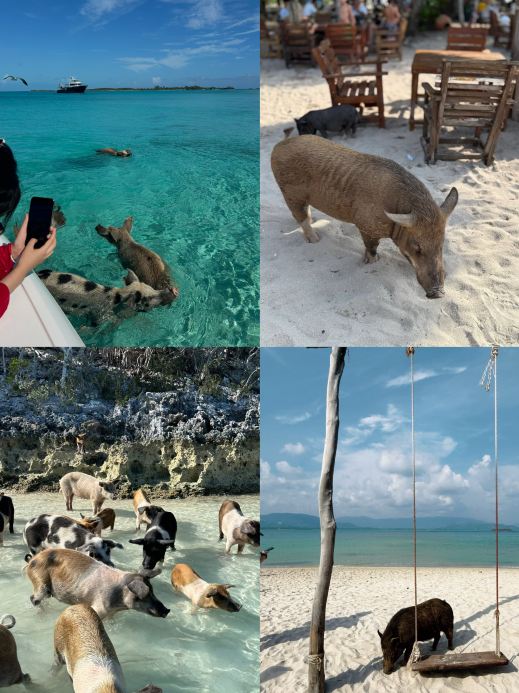 Pig Island has zero bad reviews! After visiting twice with the kids, it's officially legendary—just book it!