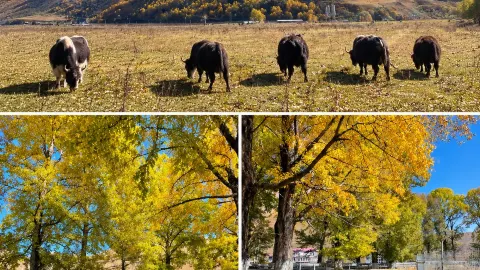 十月の十里画廊 — traveler post in 康定
