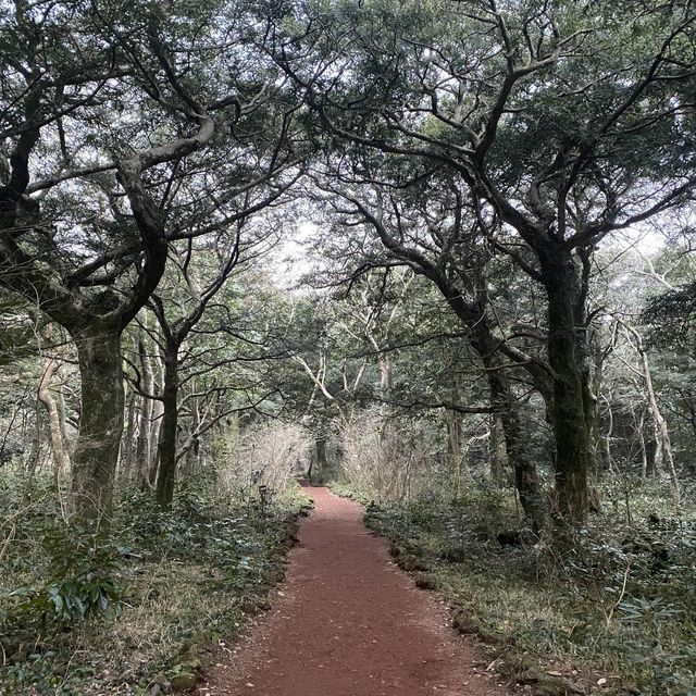 영화 “아바타”가 생각나는 거대한 숲, 비자림 🌳