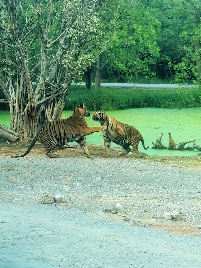 ⭐️亞洲最大動物園～Safari World