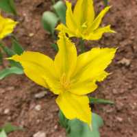 欣賞浪漫鬱金香花海
