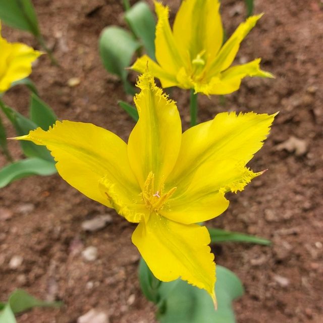 欣賞浪漫鬱金香花海