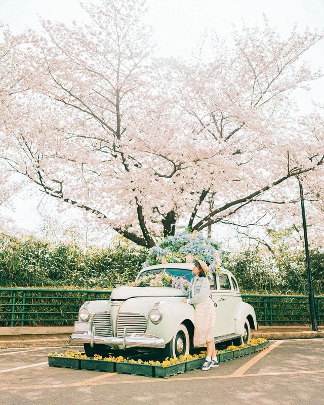 이번 주말, 대구 벚꽃 데이트는 이월드 어때요?