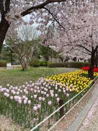 🌸🌷벚꽃과 튤립 함께 볼 수 있는 곳🌷🌸