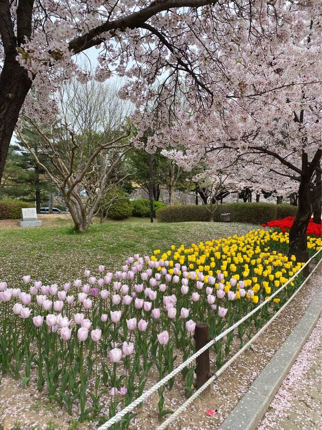 🌸🌷벚꽃과 튤립 함께 볼 수 있는 곳🌷🌸