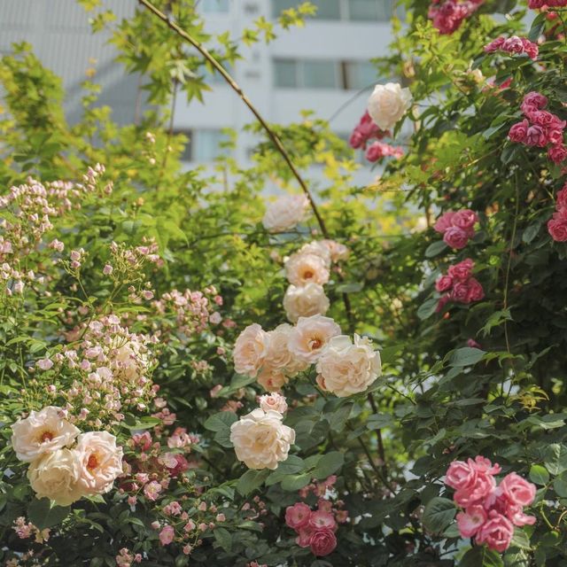 연남동에서 장미가 제일 예쁜 경의선 숲길 
