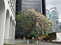 香港賞花 | 中環美利酒店古樹節果決明