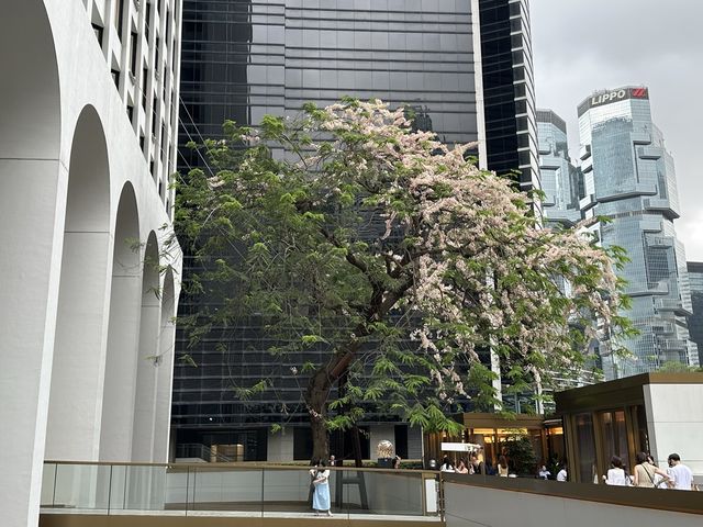 香港賞花 | 中環美利酒店古樹節果決明