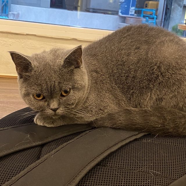 คาเฟ่แมวสุดหนุบหนับ 🐈 Mali Cat Cafe Bangsaen