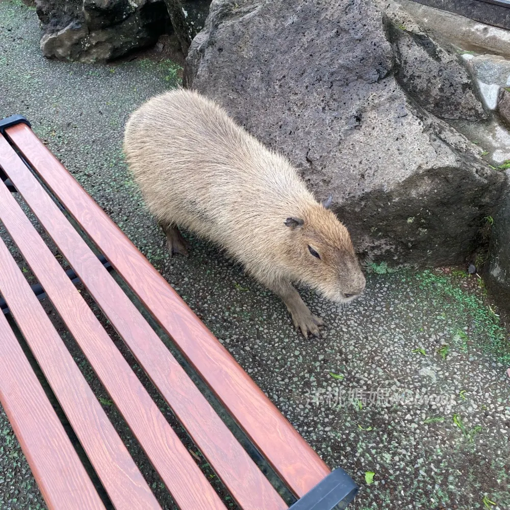 伊豆仙人掌動物園🌵
