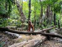 ERAWAN waterfall 