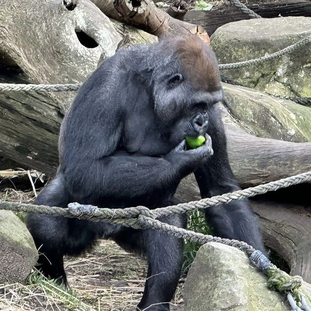 Beautiful Zoo in Sydney 