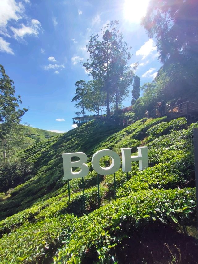 Scenic view of the lush green tea