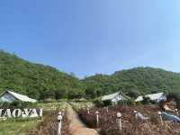 Mont Blanc Glamping ที่พักเขาใหญ่สไตส์แคมป์ปิ้ง 🏕