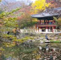 秋夕楓葉紅飄逸🍁四色匯聚內藏山
絕美景色白羊寺