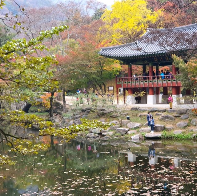秋夕楓葉紅飄逸🍁四色匯聚內藏山
絕美景色白羊寺