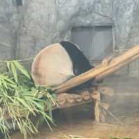 大自然的奇妙冒險！深圳野生動物園🦁🌳