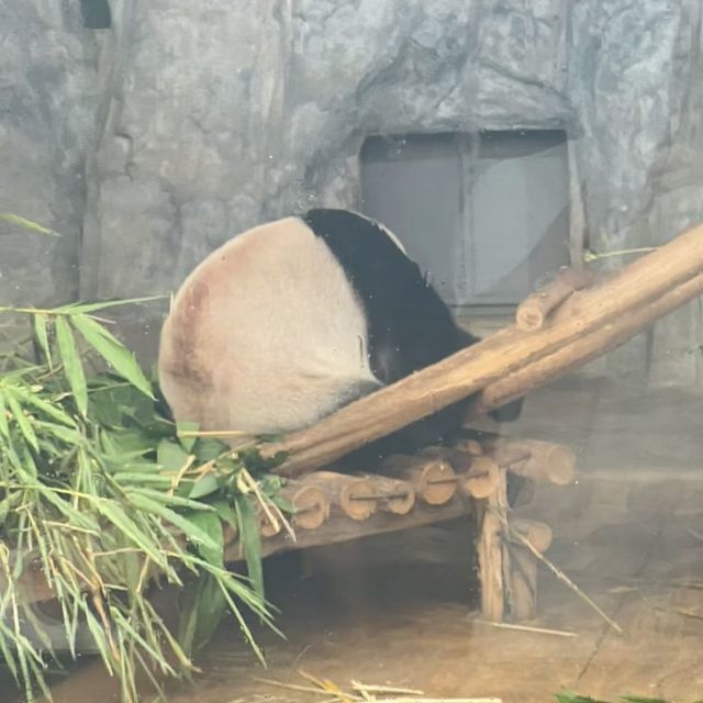 大自然的奇妙冒險！深圳野生動物園🦁🌳