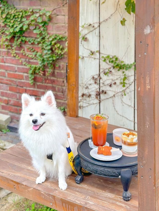 전주 애견동반 카페 추천, 너의 고요☕️🤎