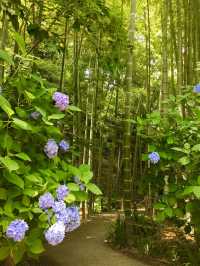 【神奈川県/明月院】美しい紫陽花