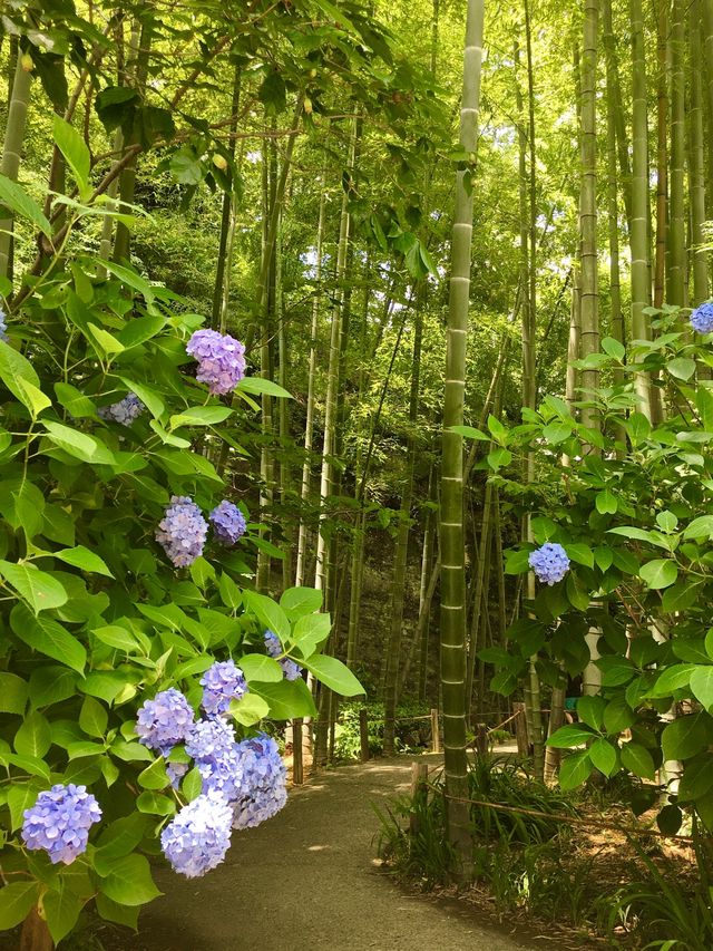 【神奈川県/明月院】美しい紫陽花