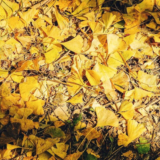 경주 단풍 명소, 도리마을 은행나무숲💛