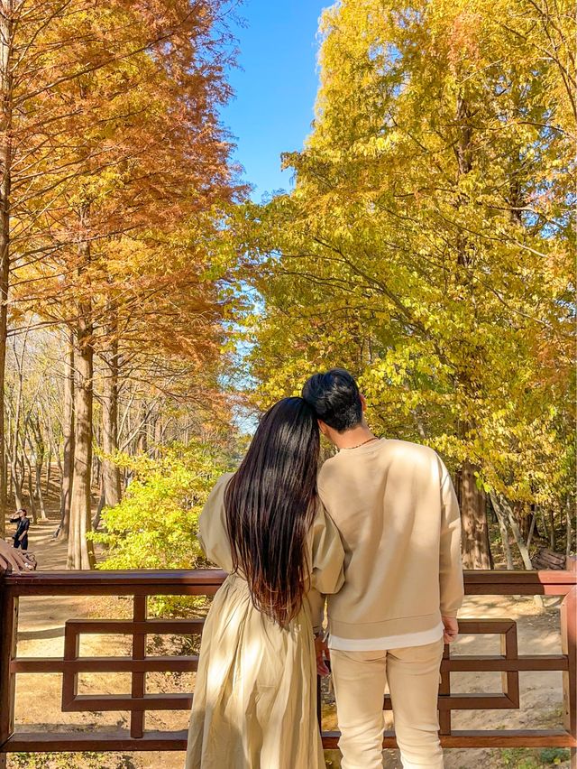 떠오르는 경주 단풍 핫플, 경북천년숲정원(경주산림환경연구원)