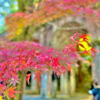 水路閣の紅葉