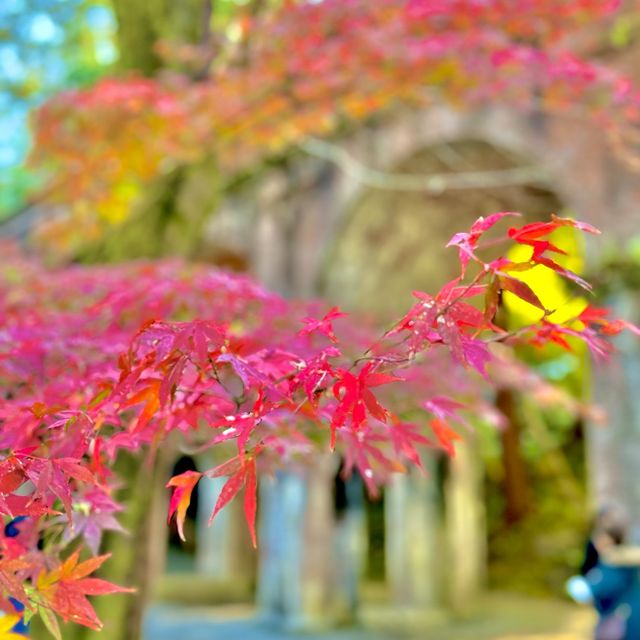 水路閣の紅葉