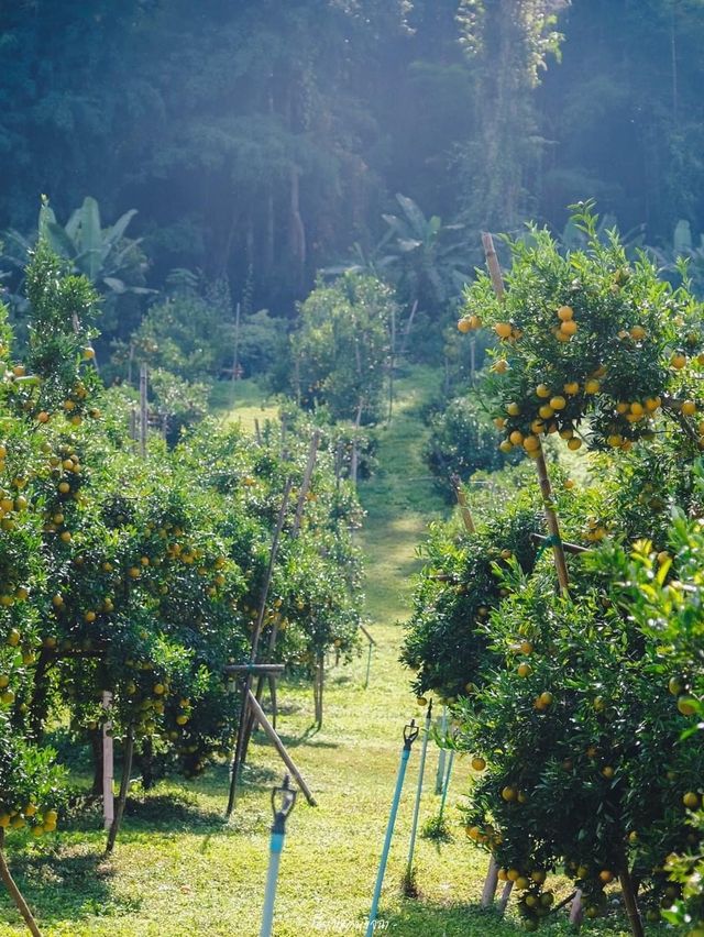 สวนส้มยิ้มเหนือฝัน  สวนส้ม organic ปลอดสารพิษ