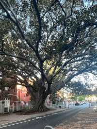 Moreton Bay Fig || Ficus Macrophylla📸