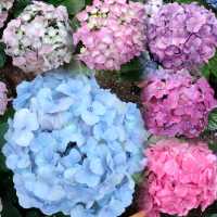 春暖花開~百花齊放~花團錦簇~爭相競艷