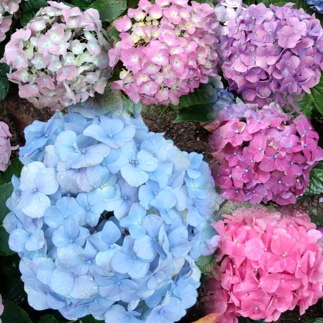 春暖花開~百花齊放~花團錦簇~爭相競艷