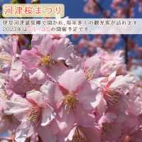 【静岡】2月に楽しむ伊豆河津桜と２つの祭り