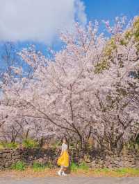 🌸벚꽃 피크닉 가능한 곳🌸