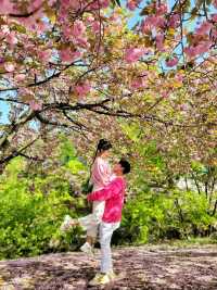 경주 불국사 겹벚꽃🌸엔딩은 이제 시작🩷
