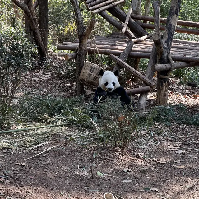 熊貓真係最可愛既動物！！一個熊貓多到睇唔晒既地方