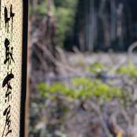 3月的嵐山嵯峨野火車 鐵路風情