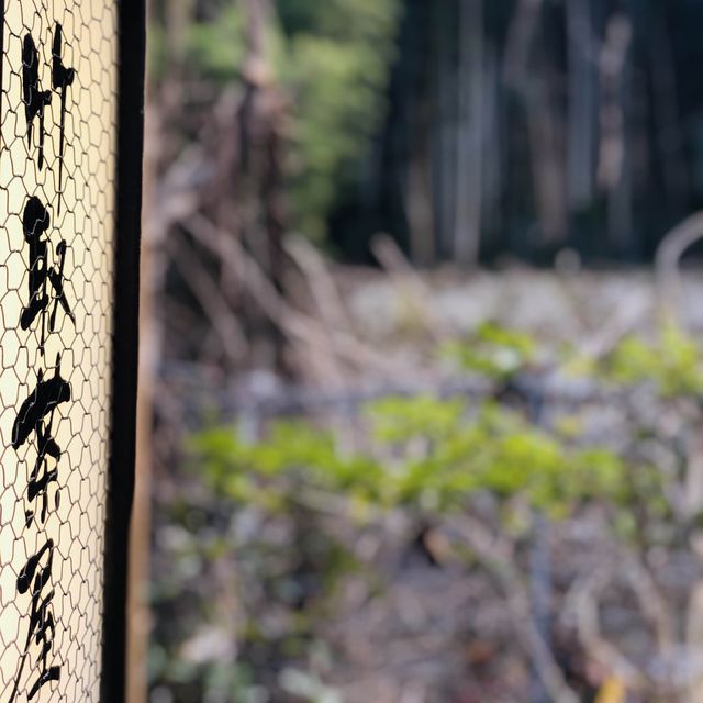 3月的嵐山嵯峨野火車 鐵路風情