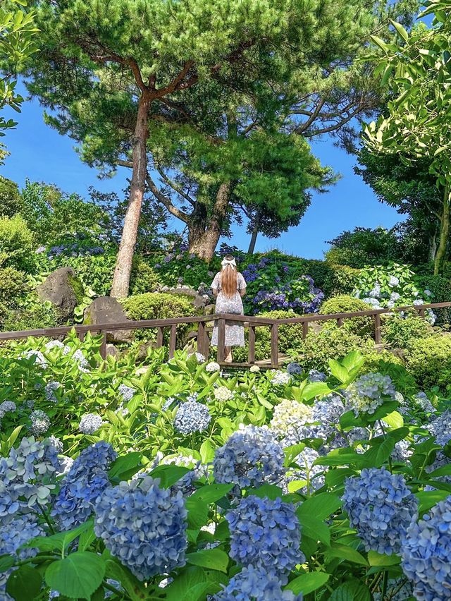 여름제주 하면 역시, 제주 수국여행💜