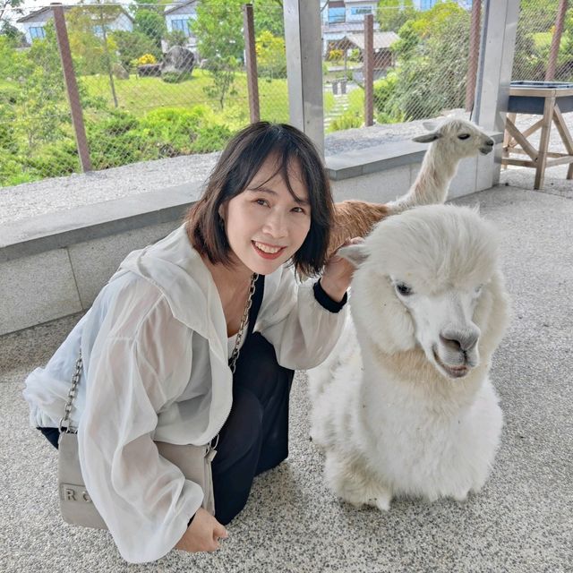 宜蘭綠舞日式園區來看看水豚君