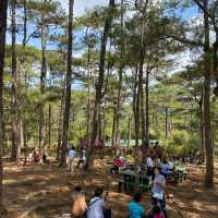 A Paradise in the City of Pines