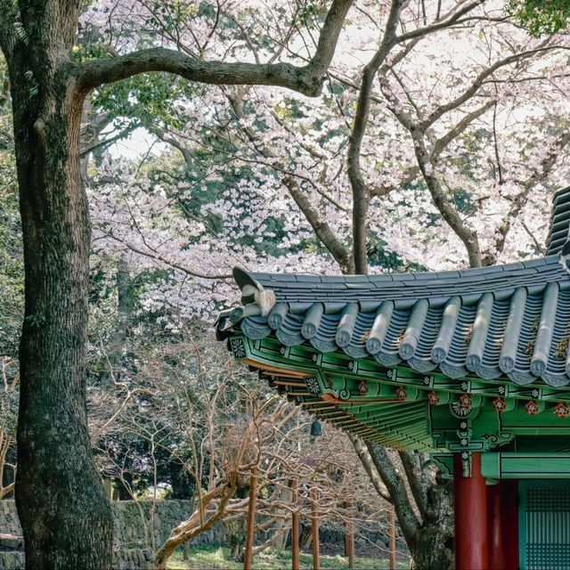 제주 대표 벚꽃 명소, 삼성혈 제주 대표 벚꽃 명소, 삼성혈